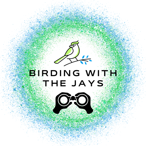 Birding With The Jays : Birdwatching Adventures & Guide 