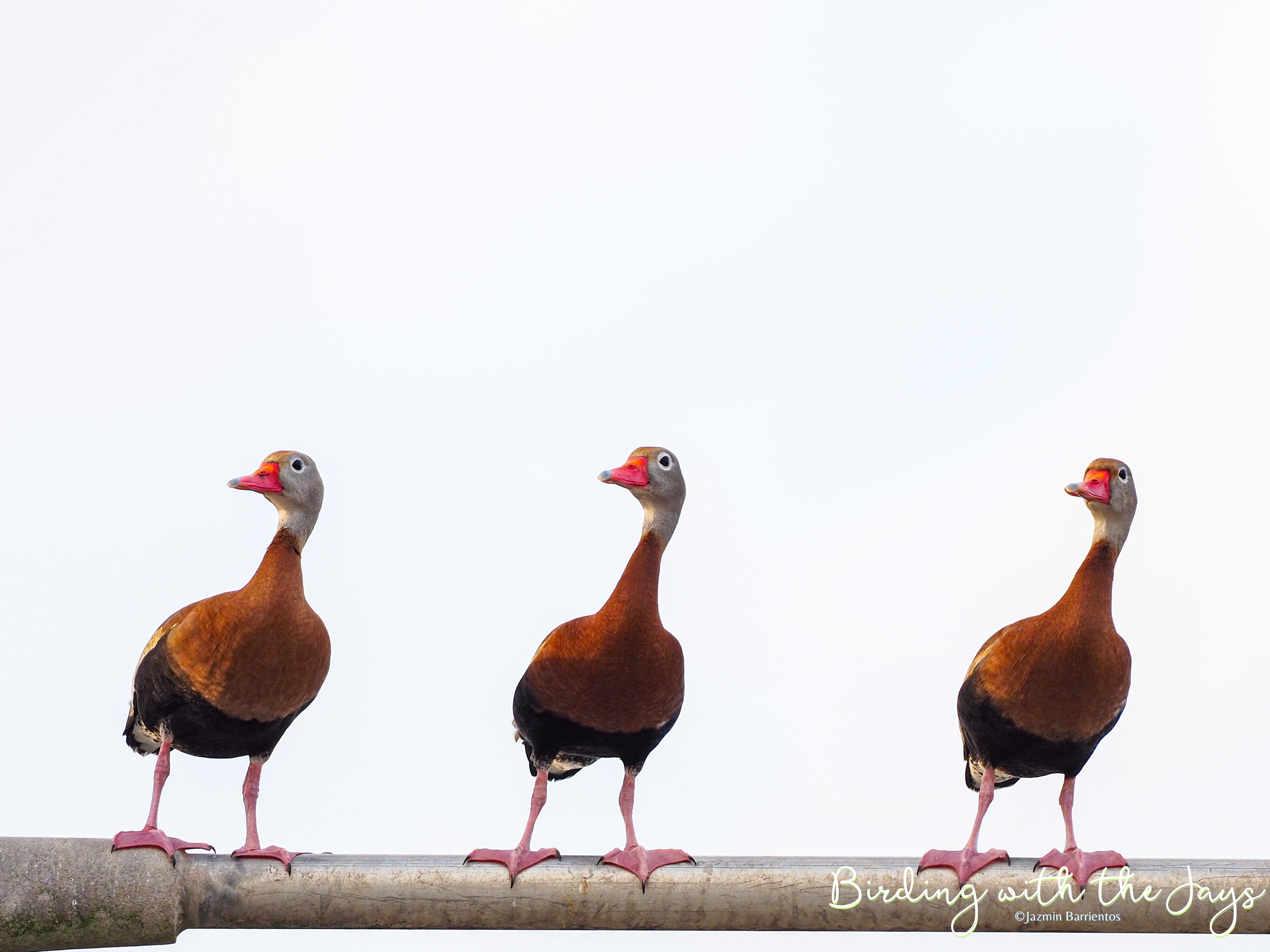 What is Birdwatching? A Beginners Guide To Start&nbsp;Birdwatching