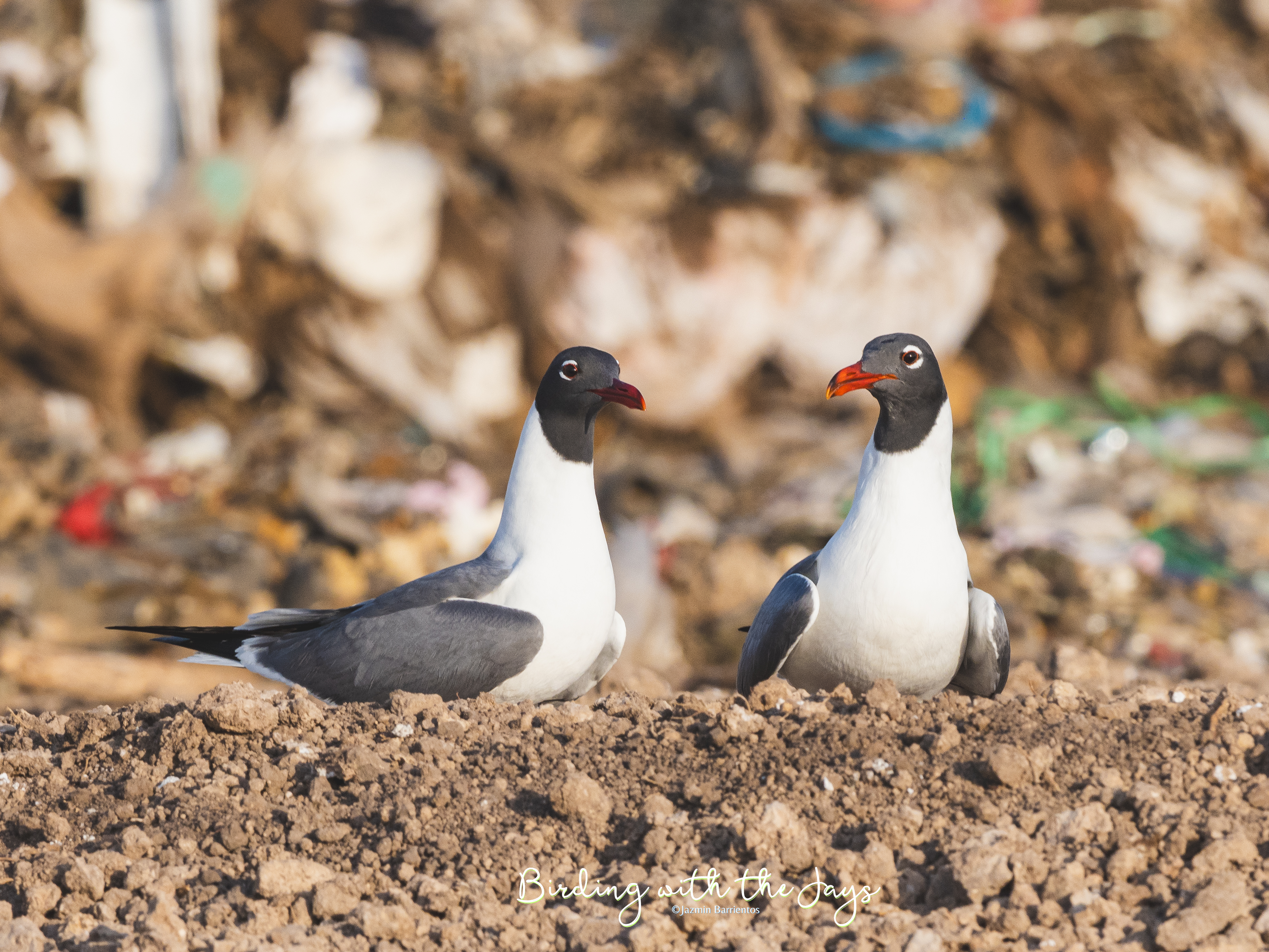 City of Brownsville&nbsp;Landfill