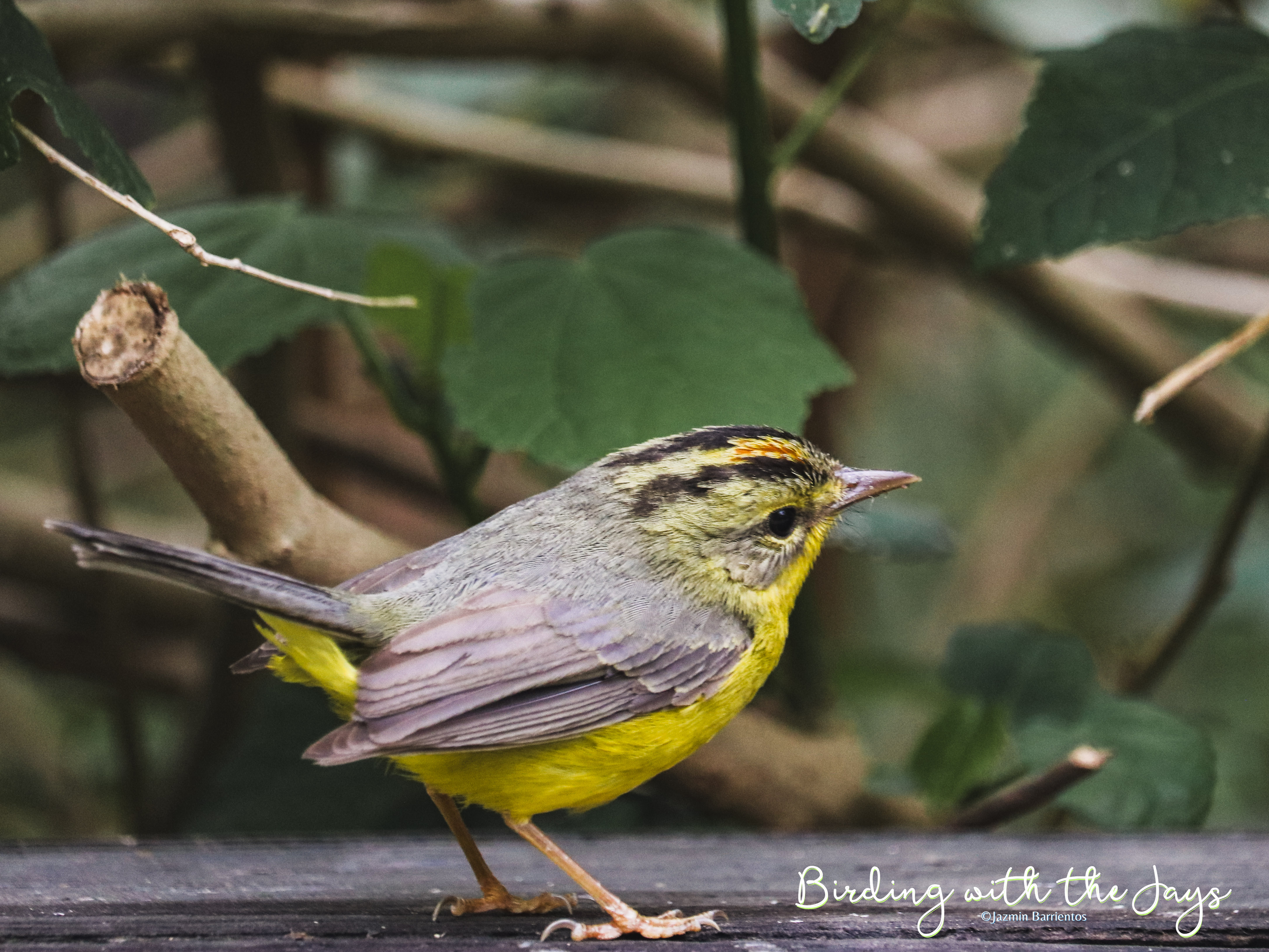 Birdwatching At Gladys Porter&nbsp;Zoo