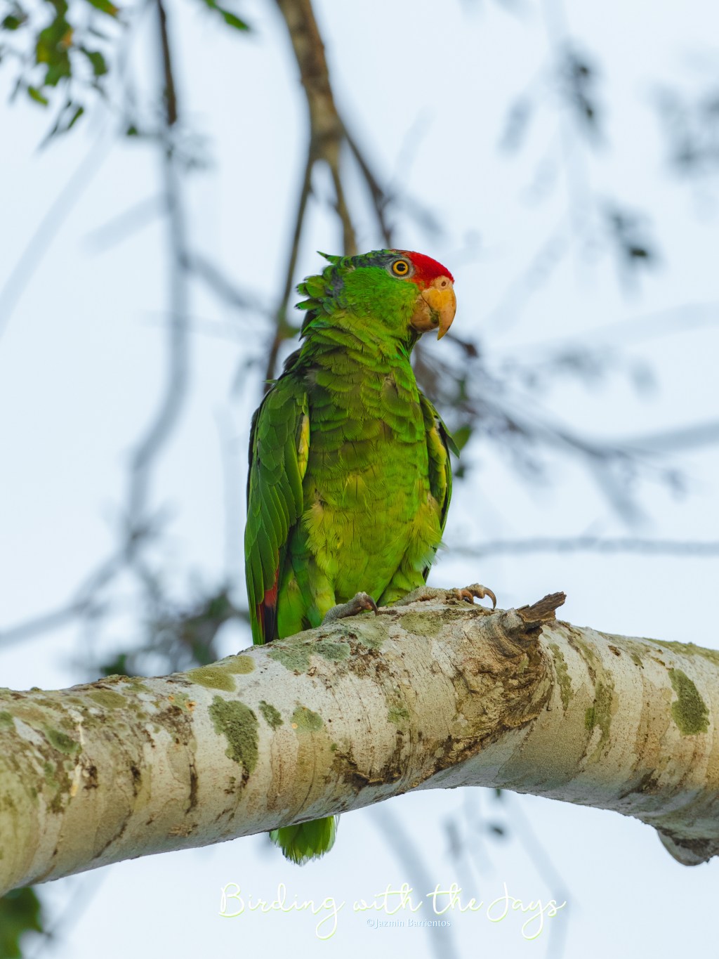 What Should I know Before I Start&nbsp;Birdwatching?